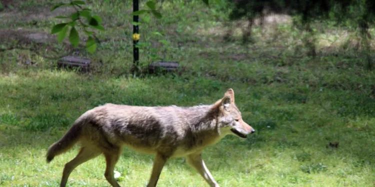 The Coyote in Your Backyard: Seattle’s Improbable Wildlife Renaissance