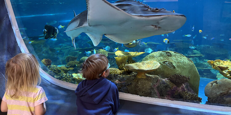 Seattle Aquarium: A Deep Dive into Marine Life and Conservation