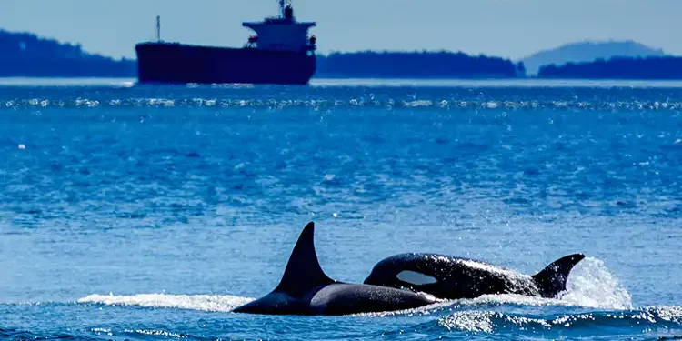 Seattle Half-Day Wildlife and Whale Watching Cruise: An Unforgettable Salish Sea Adventure