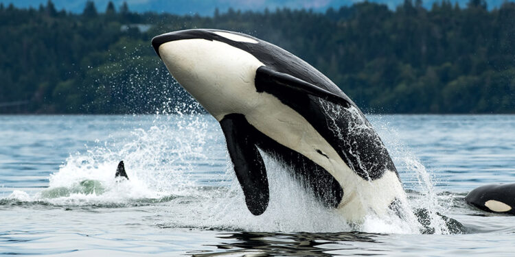 Whale and Orca Boat Tour Near Seattle: The Pacific Northwest’s Most Unforgettable Experience