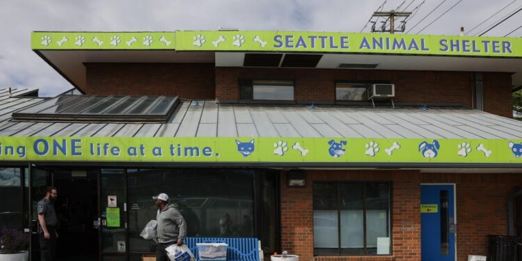 Seattle’s Animal Shelters: The Unsung Heroes Giving Pets a Second Chance